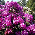 Азалия японская Пурпуртраум Азалия японская Пурпуртраум