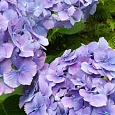 Гортензия крупнолистная Yola