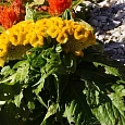 Целозия гребенчатая Нео Голд