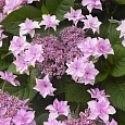 Гортензия крупнолистная Doppio Rosa