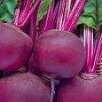 Свёкла столовая Бордовая звезда Свёкла столовая Бордовая звезда