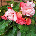 Бегония Клубневая Cascade Florence Бегония Клубневая Cascade Florence