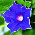 Ипомея Пикоти синяя