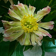 Пион молочноцветковый Green Lotus Пион молочноцветковый Green Lotus
