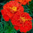 Бархатцы отклоненные махровые Ред черри Бархатцы отклоненные махровые Ред черри