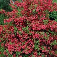 Вейгела цветущая Red Prince