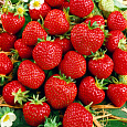 Земляника садовая Зенга Зенгана