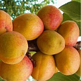 Абрикос обыкновенный Компотный