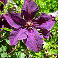 Клематис крупноцветковый Полиш Спирит Клематис крупноцветковый Полиш Спирит