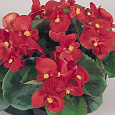 Бегония вечноцветущая зеленолистная Спринт Плюс Ред Бегония вечноцветущая зеленолистная Спринт Плюс Ред
