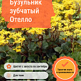 Бузульник зубчатый Отелло Бузульник зубчатый Отелло