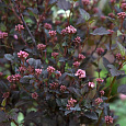 Пузыреплодник калинолистный Литл Дэвил