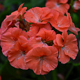 Пеларгония зональная Блэк Вельвет Скарлет Пеларгония зональная Блэк Вельвет Скарлет