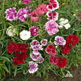 Гвоздика Китайская Смесь окрасок