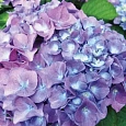 Гортензия крупнолистная Yola