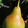 Груша плодовая Феерия