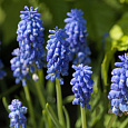 Мускари Armeniacum Мускари Armeniacum