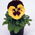 Виола крупноцветковая Селло Еллоу ред Винг Виола крупноцветковая Селло Еллоу ред Винг