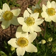 Анемона многонадрезная Аннабелла Вайт