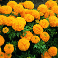 Бархатцы F1 Русский размер Бриллиант, смесь