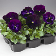 Виола крупноцветковая Колоссус Неон Виолет Виола крупноцветковая Колоссус Неон Виолет