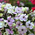 Флокс метельчатый Щербет Бленд (Щербет Коктейль) Флокс метельчатый Щербет Бленд (Щербет Коктейль)