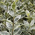 Бирючина овальнолистная Argenteum
