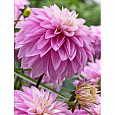 Георгина декоративная Парадайс Сити