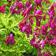 Дицентра красивая Бэкхенел
