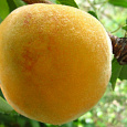 Персик Донецкий желтый