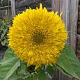 Подсолнечник однолетний Солнышко