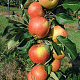 Яблоня колоновидная Поэзия