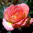 Роза чайно-гибридная Чикаго Пис