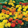 Бархатцы отклоненные Бонанза Микс Бархатцы отклоненные Бонанза Микс