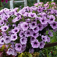 Петуния ампельная Опера Лиловая