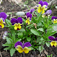 Виола (Фиалка) гибридная Jumping Johnny Виола (Фиалка) гибридная Jumping Johnny