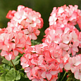Пеларгония зональная Дивас Стар Пеларгония зональная Дивас Стар