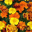 Бархатцы отклоненные махровые Петит смесь окрасок