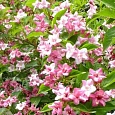 Вейгела цветущая Rosea