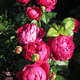 Роза чайно-гибридная Аскот (Rose Ascot)