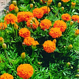 Бархатцы отклоненные махровые Бой оранжевые Бархатцы отклоненные махровые Бой оранжевые
