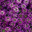 Алиссум Фиолетовая дымка Алиссум Фиолетовая дымка