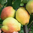 Груша плодовая Киргизская зимняя Груша плодовая Киргизская зимняя
