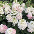 Гортензия метельчатая FireLight