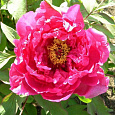 Пион древовидный Пинк Ред